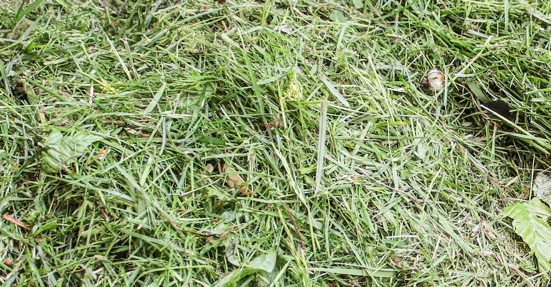 Nahaufnahme von gemähtem Gras